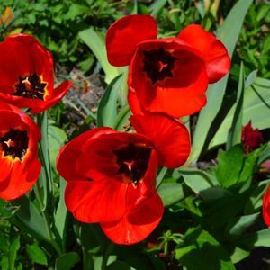 Meet your Posher, Renee